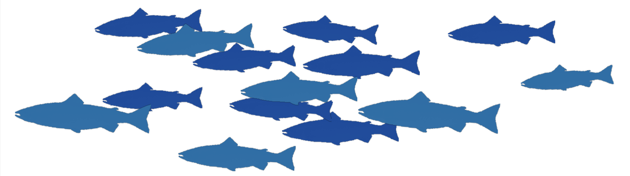 Fish lift tube — many fish illustration Drawing of many blue fish for fish lift tube — hydraulic fish passage, no electricity.